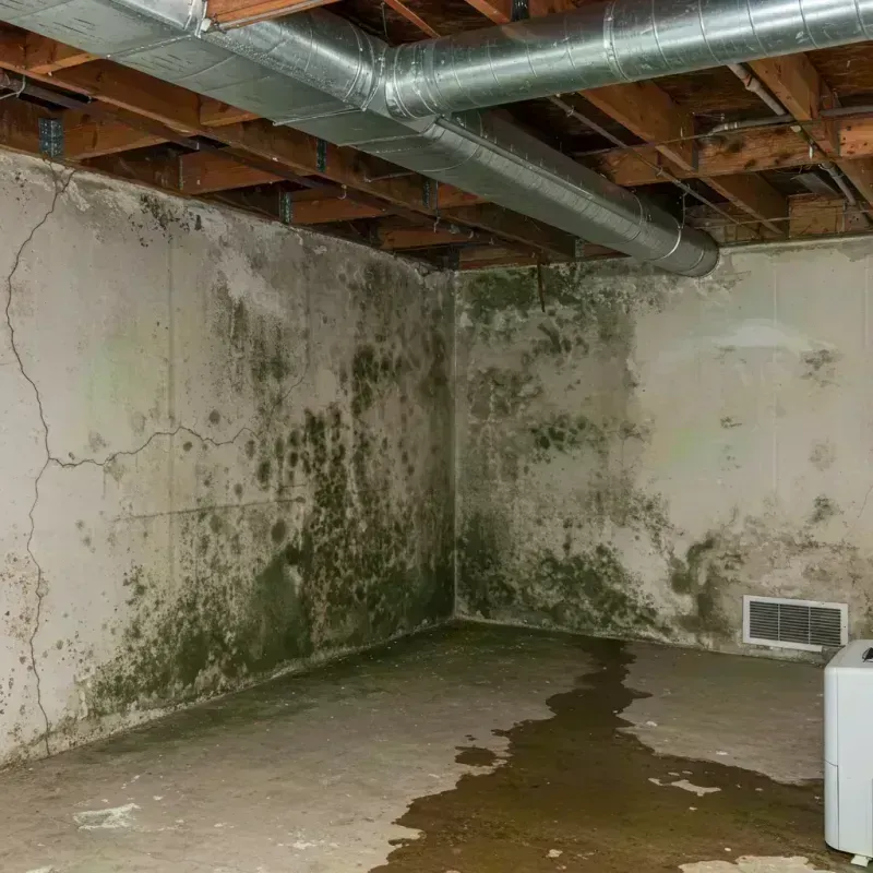 Professional Mold Removal in Paris, KY